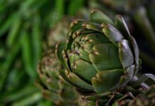 Artichaut saveur royale et bienfaits vivants dans la cuisine moderne Artichaut