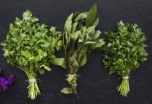 Ces herbes fraîches qui transforment vos recettes de printemps herbes fraîches